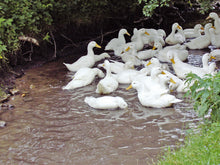 Lade das Bild in den Galerie-Viewer, BIO Daunendecke Plume Winter