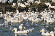 Lade das Bild in den Galerie-Viewer, BIO Daunendecke Plume Sommer